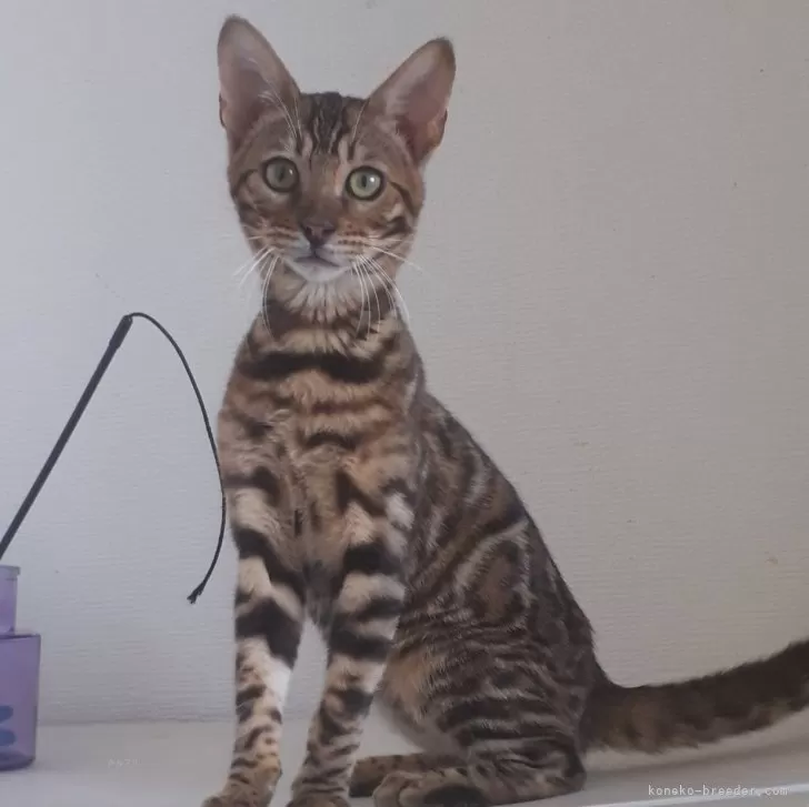 ID：2401-00690の子猫
