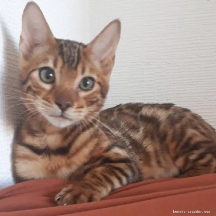 ID：2309-02841の子猫