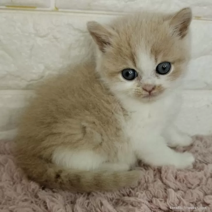 ID：2405-01522の子猫