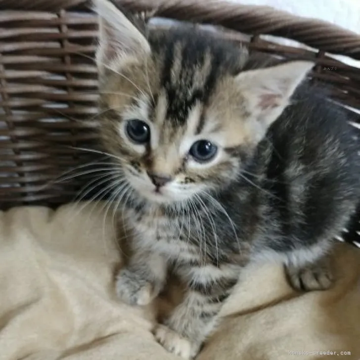 ID：2310-01486の子猫