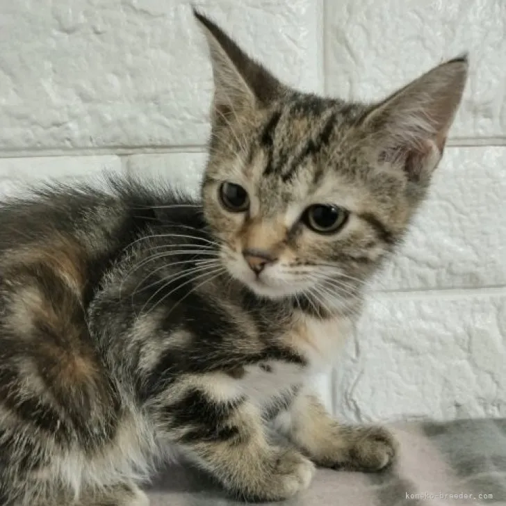 ID:2310-01610の子猫