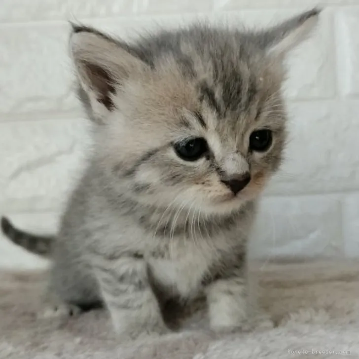 するめ 様のお迎えした子猫