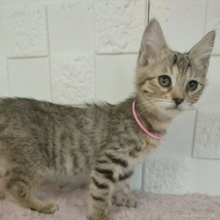 ID：2407-02289の子猫