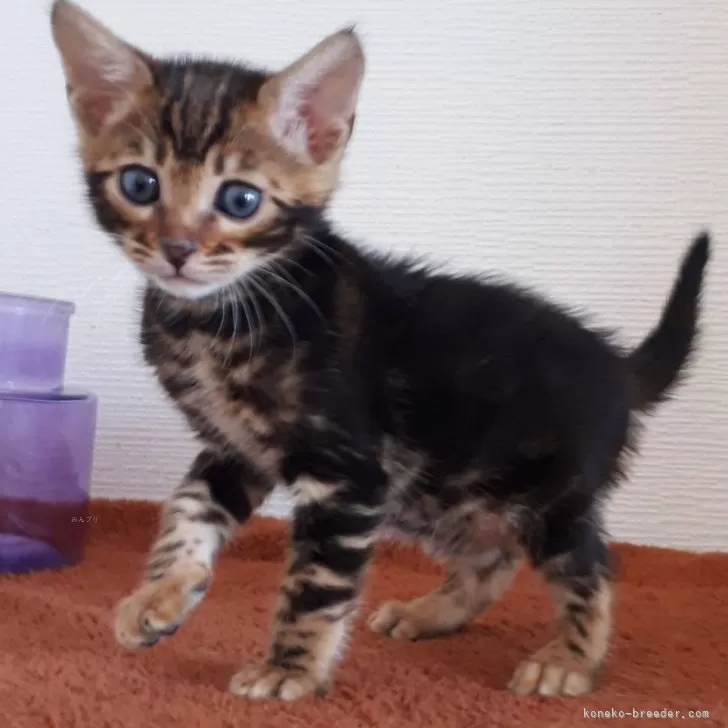 ID：2312-02921の子猫