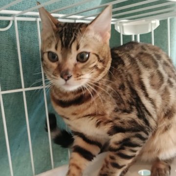 ベンガル【静岡県・女の子・2023年6月26日・ブラウンスポテッドタビー】の写真「可愛いお顔の女の子👧」
