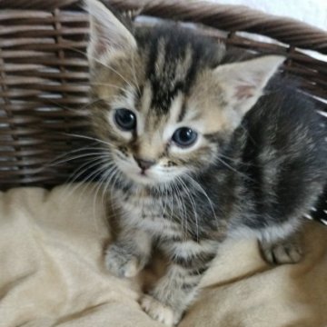 キンカロー【静岡県・女の子・2023年9月8日・ブラウンタビー（短毛）】の写真「優しいお顔🥰人懐っこい甘えん坊さん😘」