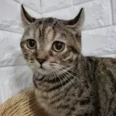 キンカロー【静岡県・女の子・2024年4月21日・ブラウンパッチドタビー】の写真1