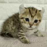 キンカロー【静岡県・女の子・2023年12月28日・ブラウンタビー】の写真1