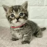 マンチカン(短足)【静岡県・男の子・2024年1月11日・ブラウンタビー】の写真2