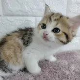 キンカロー【静岡県・女の子・2023年12月28日・ブラウンパッチドタビー&ホワイト】の写真2