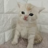 キンカロー【静岡県・男の子・2024年1月25日・クリームタビー】の写真2