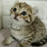 キンカロー【静岡県・女の子・2023年12月28日・ブラウンタビー】の写真2