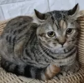 キンカロー【静岡県・女の子・2024年4月21日・ブラウンパッチドタビー】の写真2