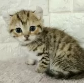 キンカロー【静岡県・女の子・2023年12月28日・ブラウンタビー】の写真3