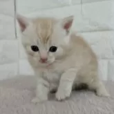 キンカロー【静岡県・男の子・2024年1月25日・クリームタビー】の写真4