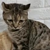 キンカロー【静岡県・女の子・2024年4月21日・ブラウンパッチドタビー】の写真5