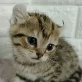 キンカロー【静岡県・女の子・2023年12月28日・ブラウンタビー】の写真5