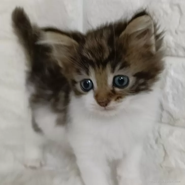 ID:2503-01012の子猫