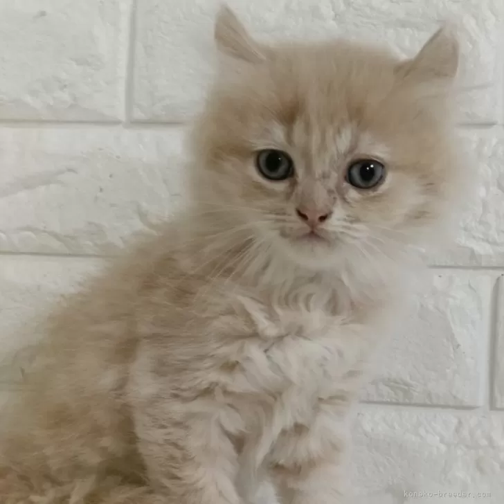 ID：2503-00725の子猫