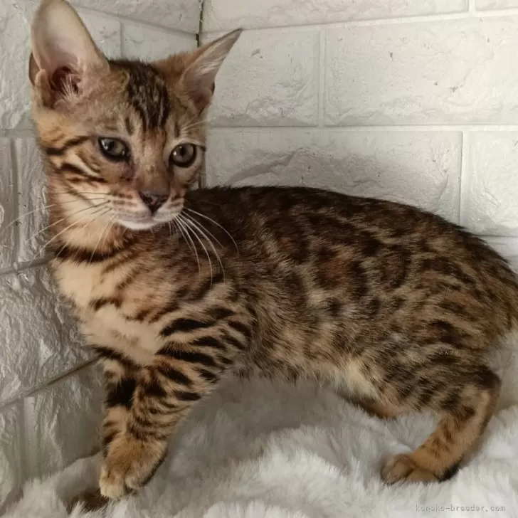 ID：2502-00855の子猫