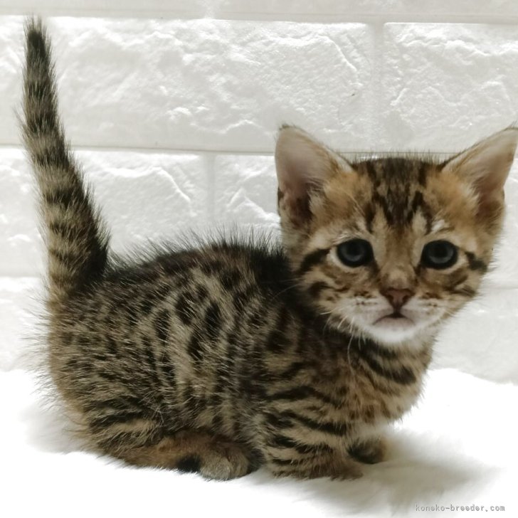 ブリーダー画像