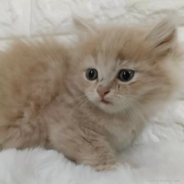 M.Y 様のお迎えした子猫