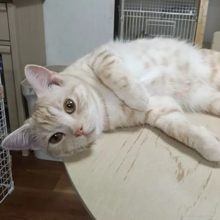 ID：2408-00909の子猫