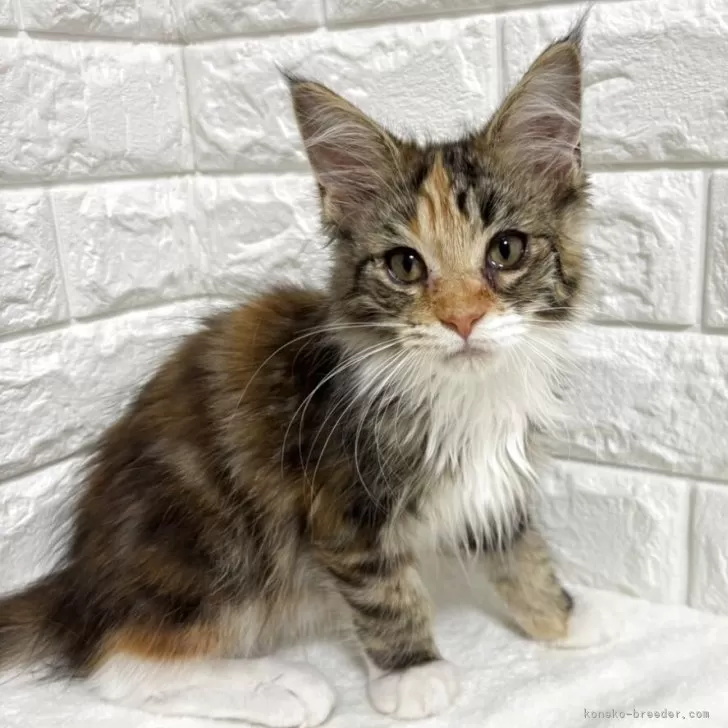 ID：2505-01347の子猫