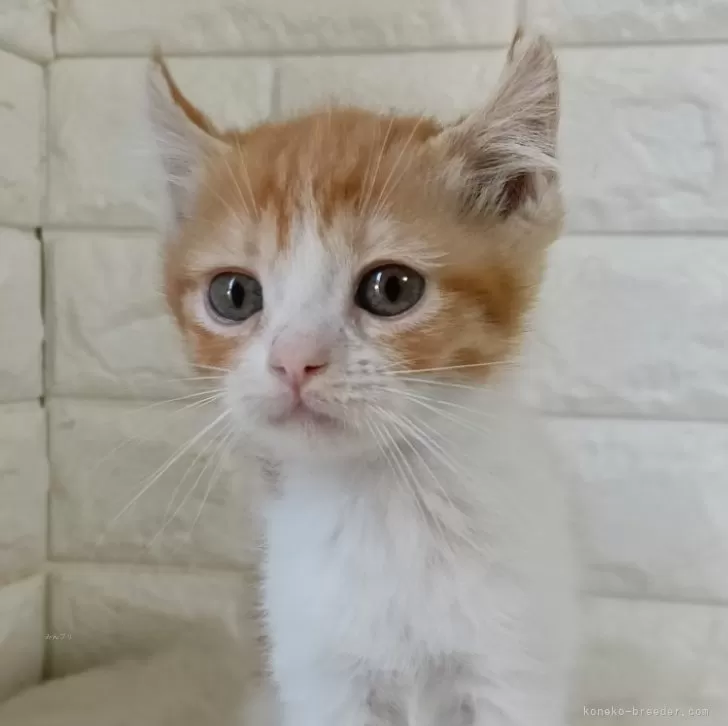 ID：2502-01457の子猫