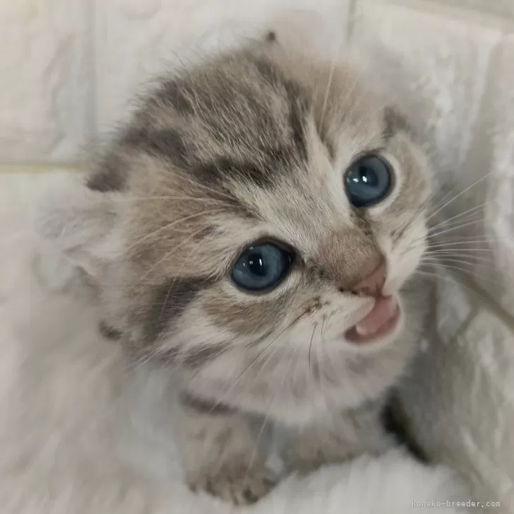 ID:2501-01478の子猫