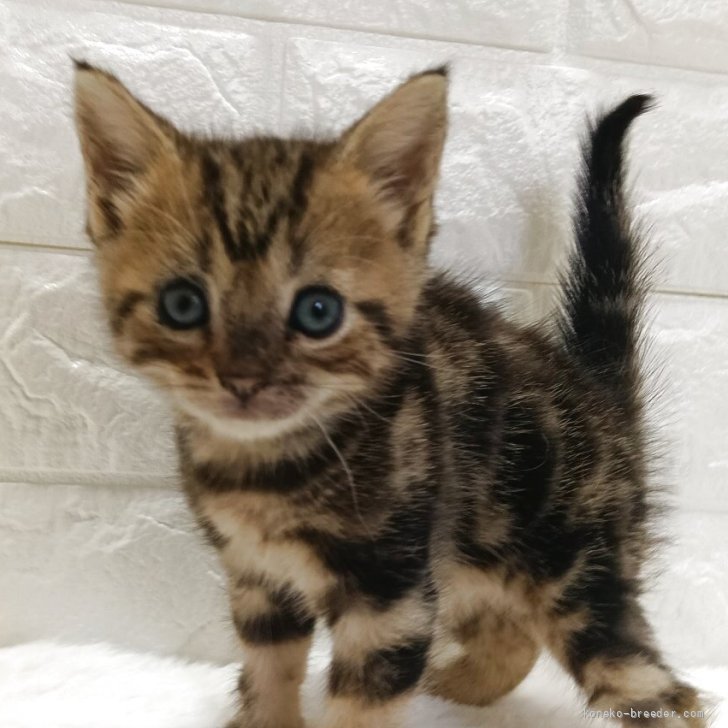 Y.N 様のお迎えした子猫