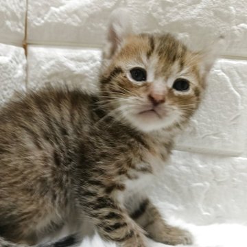 キンカロー【静岡県・女の子・2025年9月9日・ブラウンタビー】の写真「カール耳✨抱っこ大好きな甘え坊の女の子😽」