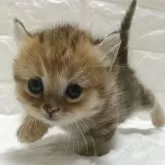 キンカロー