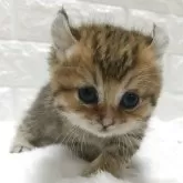 キンカロー