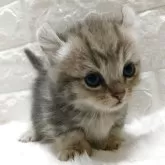 キンカロー