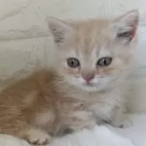 マンチカン(短足)