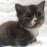 マンチカン(短足)