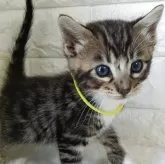 ジェネッタ