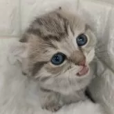 キンカロー【静岡県・男の子・2024年12月16日・ブルータビー】の写真1