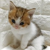 キンカロー
