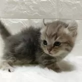 キンカロー【静岡県・男の子・2025年9月17日・ブルータビー】の写真2