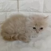 キンカロー【静岡県・男の子・2025年1月21日・クリームタビー】の写真2