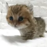 キンカロー【静岡県・女の子・2025年9月17日・ブラウンタビー】の写真2