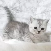 マンチカン(短足)【静岡県・女の子・2025年7月21日・シルバータビー】の写真2