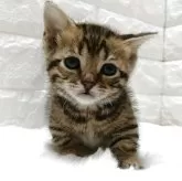 ジェネッタ【静岡県・女の子・2025年11月7日・ブラウンスポテッドタビー】の写真2