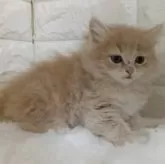 キンカロー【静岡県・男の子・2025年1月21日・クリームタビー】の写真3