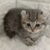 キンカロー【静岡県・男の子・2024年12月16日・ブルータビー】の写真3