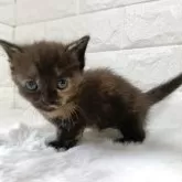 ミヌエット(短足)【静岡県・女の子・2025年9月7日・トーティー】の写真3