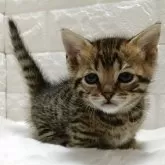 ジェネッタ【静岡県・女の子・2025年11月7日・ブラウンスポテッドタビー】の写真4