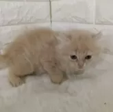 キンカロー【静岡県・男の子・2025年1月21日・クリームタビー】の写真4